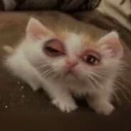 scrum·did·dly·ump·tious