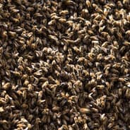 thousands of bees