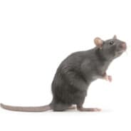 Rat (real)