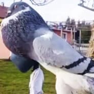 Vandal (VOTE #GRAVEYARD)